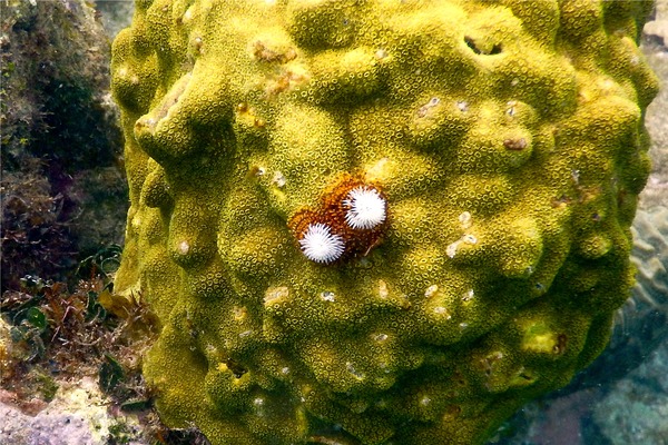 Nudibranch - Christmas tree worm