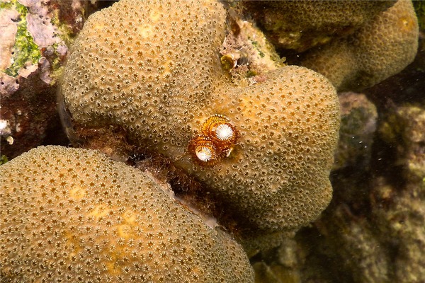 Nudibranch - Christmas tree worm