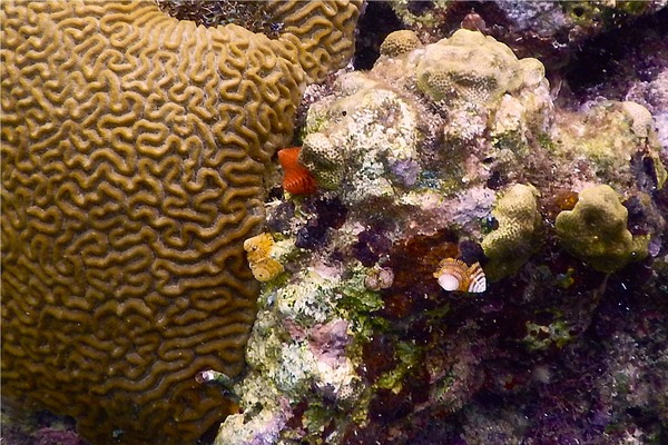 Nudibranch - Christmas tree worm