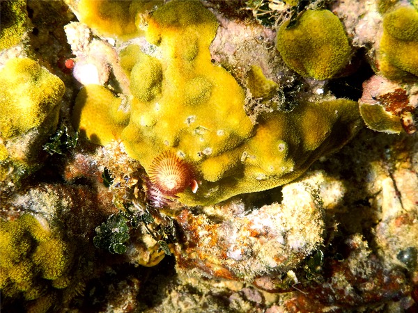 Nudibranch - Christmas tree worm