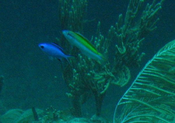 Wrasse - Rainbow Wrasse