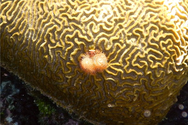 Nudibranch - Christmas tree worm