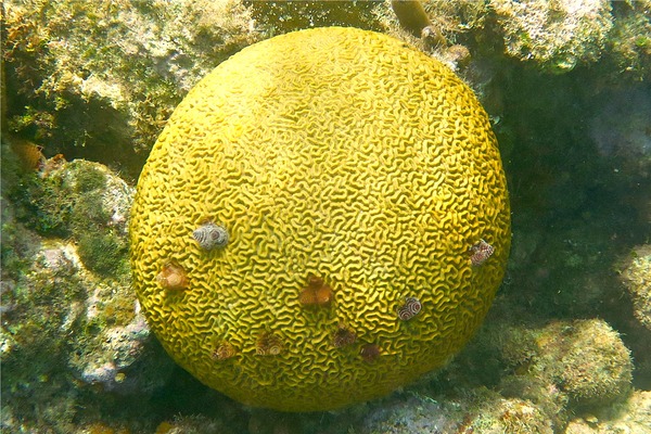 Nudibranch - Christmas tree worm