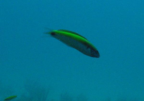 Wrasse - Rainbow Wrasse