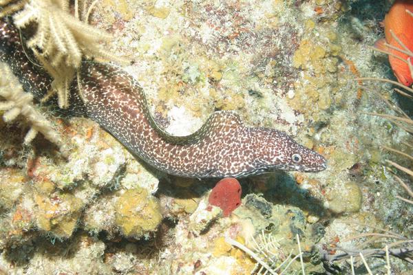 Moray - Spotted Moray