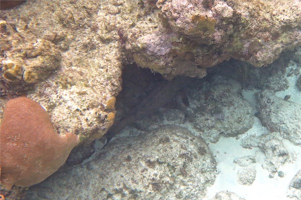 Groupers - Red Grouper Groupers - Red Grouper