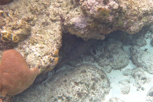 Groupers - Red Grouper