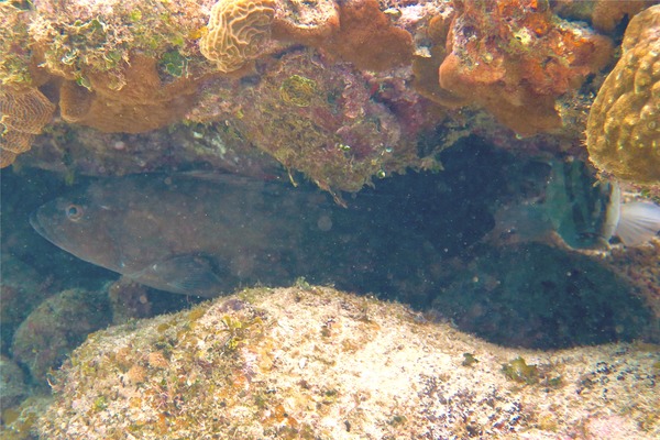 Groupers - Red Grouper Groupers - Red Grouper