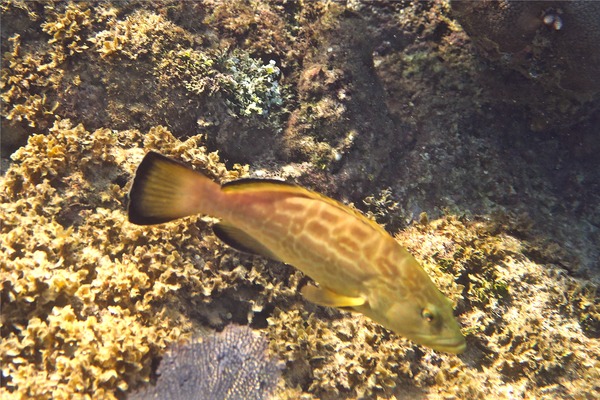 Groupers - Black Grouper