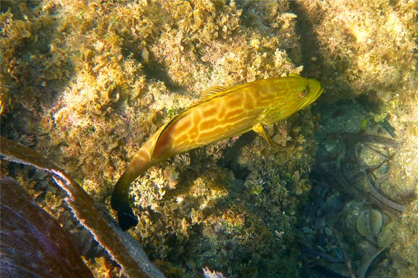 Groupers - Black Grouper