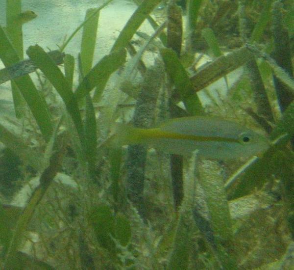 Snappers - Yellowtail Snapper