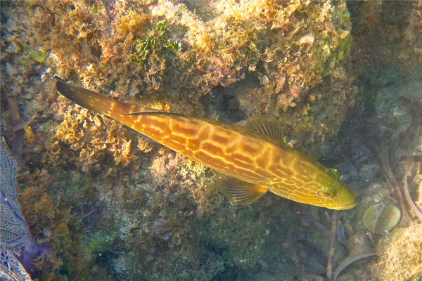 Groupers - Black Grouper