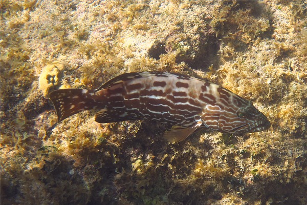 Groupers - Black Grouper