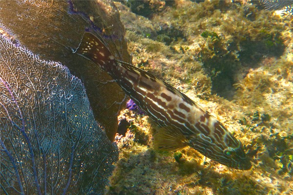 Groupers - Black Grouper