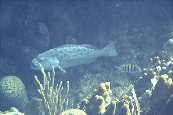 Groupers - Yellowfin Grouper