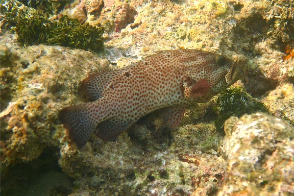 Groupers - Graysby Groupers - Graysby