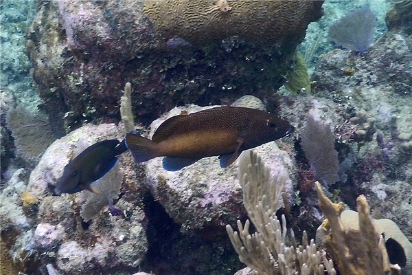 Groupers - Coney/Brown variation Groupers - Coney/Brown variation