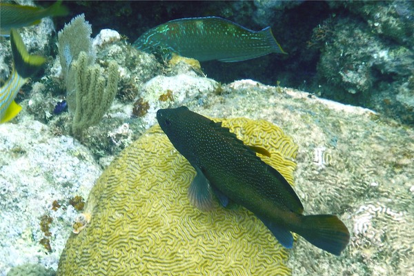 Groupers - Coney/Brown variation Groupers - Coney/Brown variation
