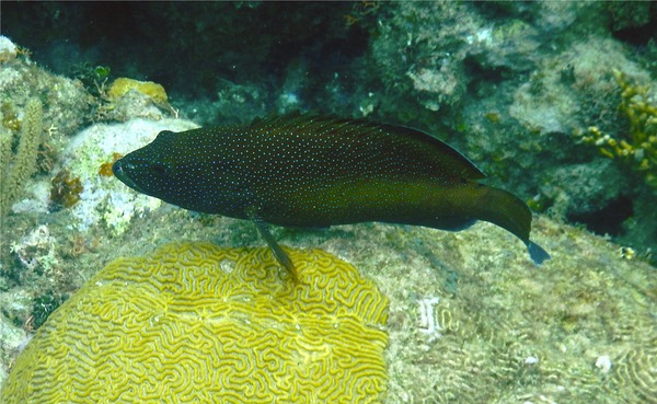 Groupers - Coney/Brown variation Groupers - Coney/Brown variation