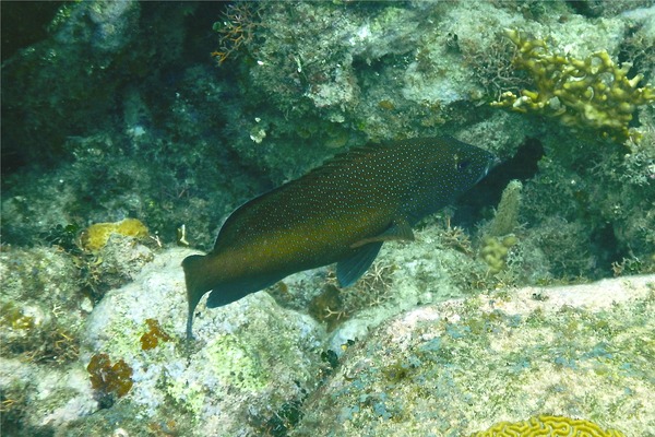 Groupers - Coney/Brown variation Groupers - Coney/Brown variation