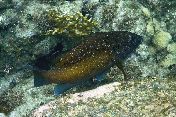 Groupers - Coney/Brown variation