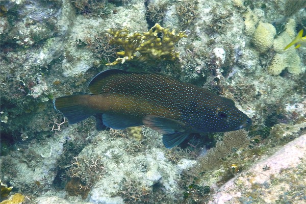 Groupers - Coney/Brown variation Groupers - Coney/Brown variation