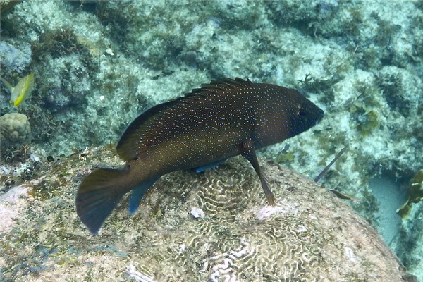 Groupers - Coney/Brown variation