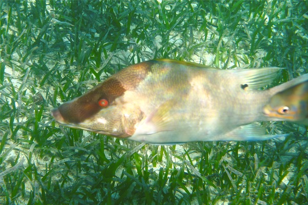 Hogfish - Hogfish Hogfish - Hogfish