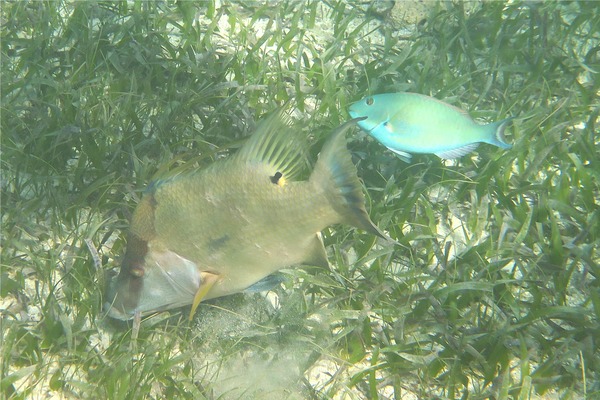 Hogfish - Hogfish Hogfish - Hogfish