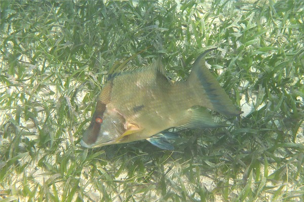 Hogfish - Hogfish Hogfish - Hogfish