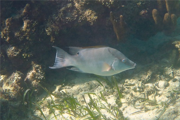 Hogfish - Hogfish Hogfish - Hogfish