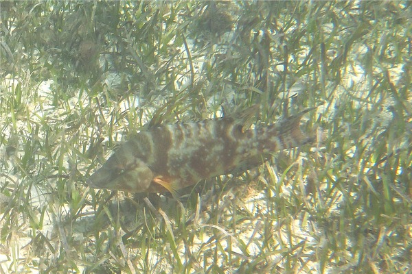 Hogfish - Hogfish Hogfish - Hogfish