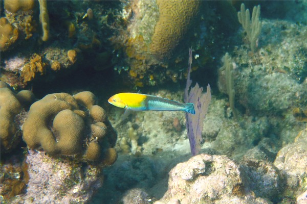 Wrasse - Yellowhead Wrasse