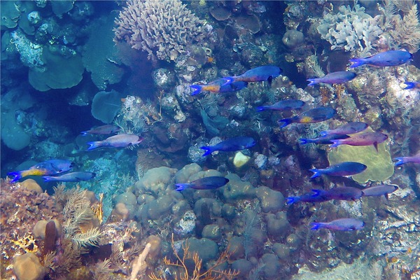 Wrasse - Creole Wrasse