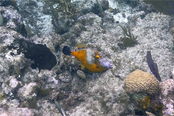 Filefish - Whitespotted Filefish