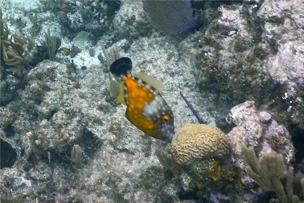 Filefish - Whitespotted Filefish