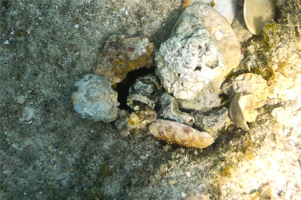 Jawfish - Banded Jawfish Jawfish - Banded Jawfish