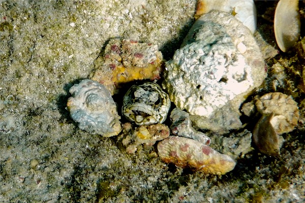 Jawfish - Banded Jawfish Jawfish - Banded Jawfish