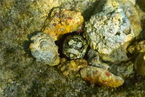 Jawfish - Banded Jawfish Jawfish - Banded Jawfish
