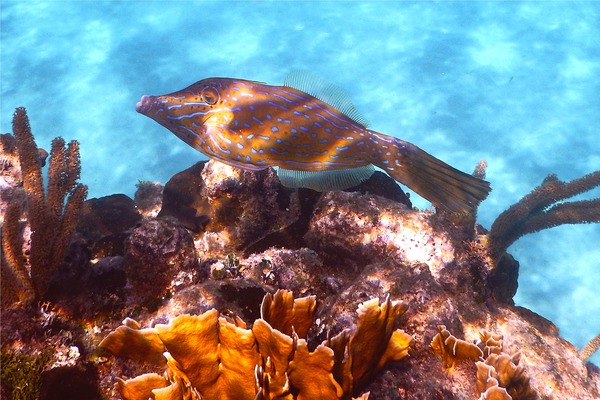 Filefish - Scrawled Filefish Filefish - Scrawled Filefish