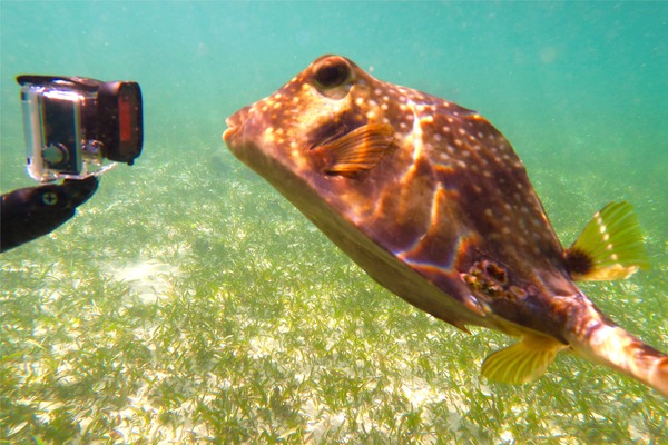 Trunkfish - Buffalo Trunkfish