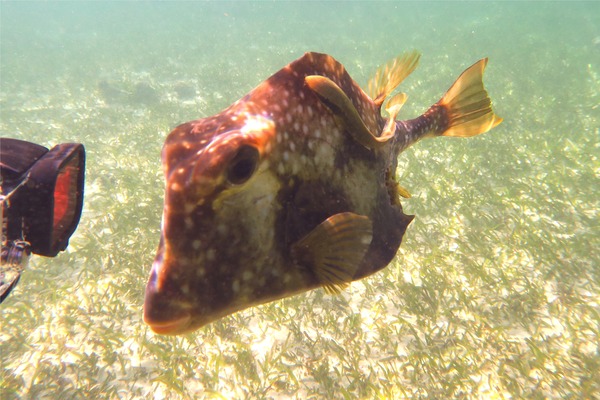 Trunkfish - Buffalo Trunkfish