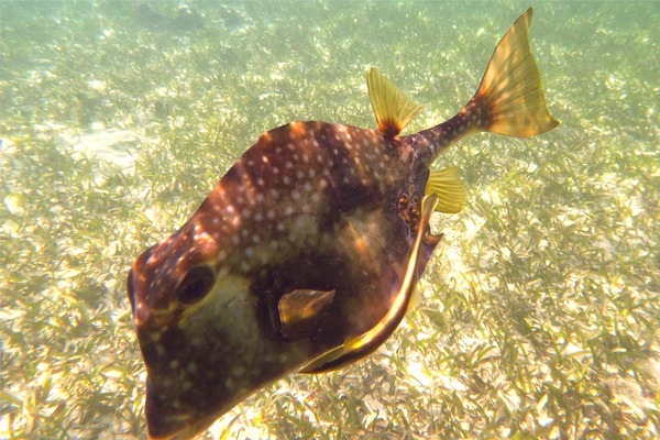 Trunkfish - Buffalo Trunkfish