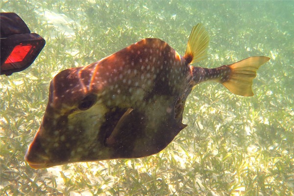 Trunkfish - Buffalo Trunkfish