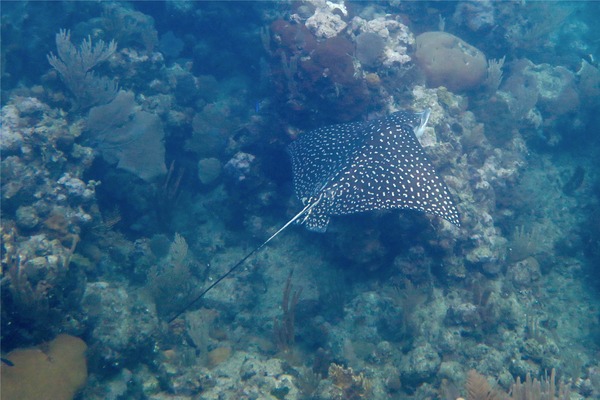 Stingrays - Spotted Eagle Ray Stingrays - Spotted Eagle Ray