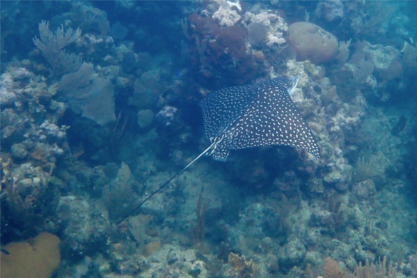 Stingrays - Spotted Eagle Ray