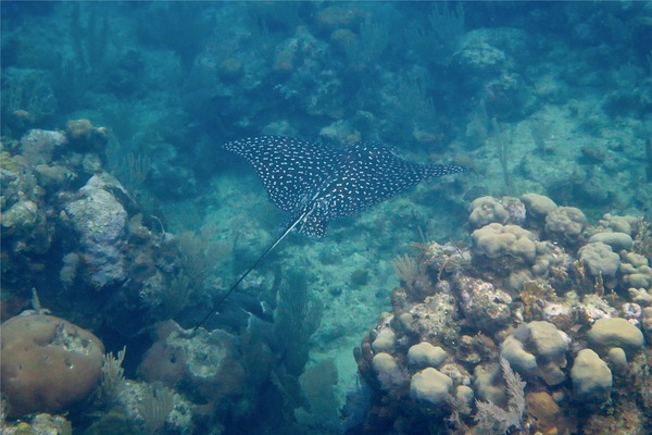 Stingrays - Spotted Eagle Ray Stingrays - Spotted Eagle Ray