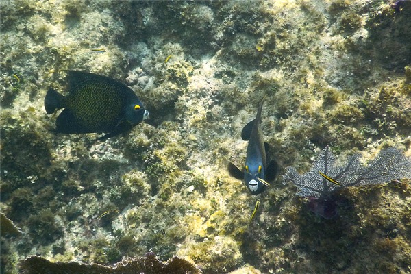 Angelfish - French Angelfish