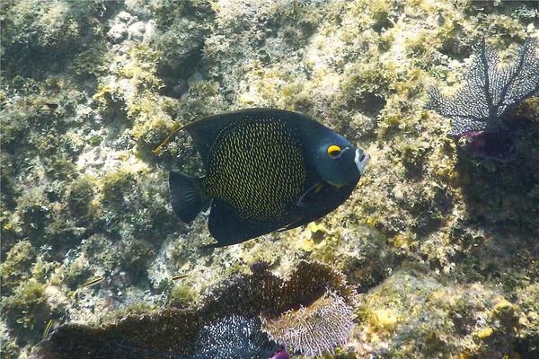 Angelfish - French Angelfish