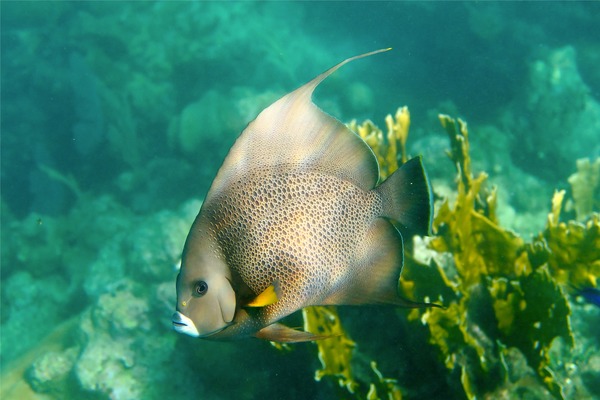 Angelfish - Gray Angelfish